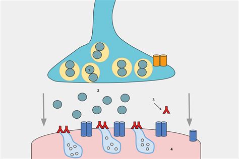 rsr acetylcholine receptor